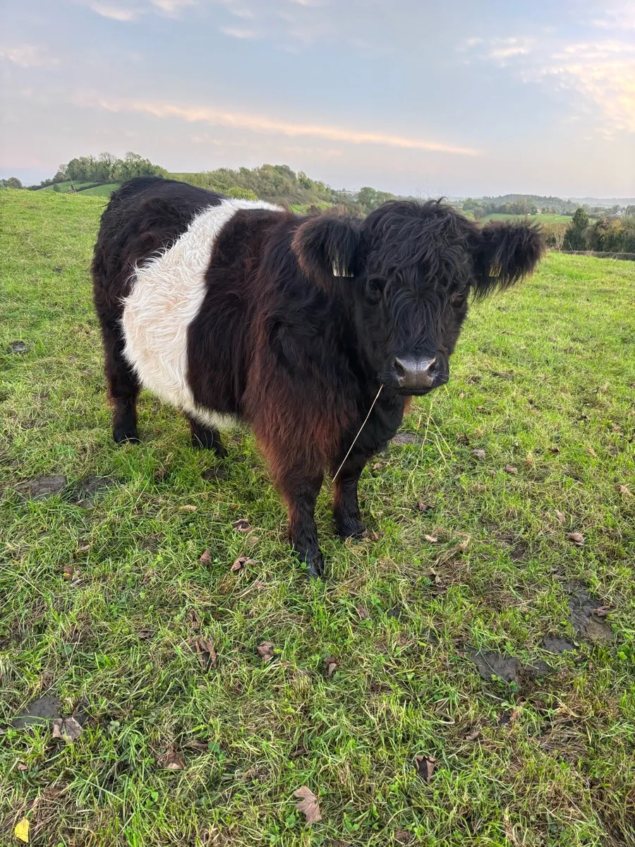Organic Belted Galllway in calf heifers - Image 1