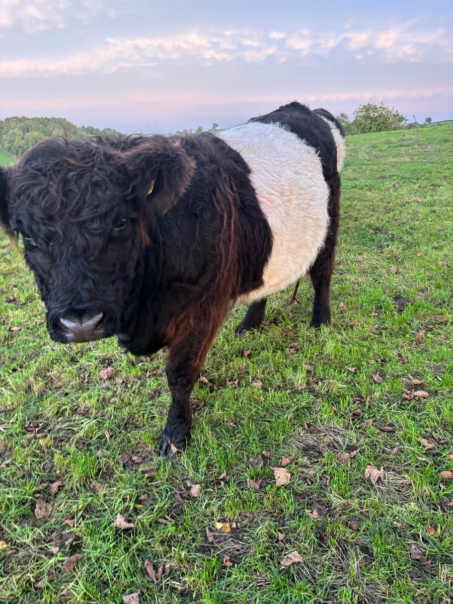 Organic Belted Galllway in calf heifers - Image 2