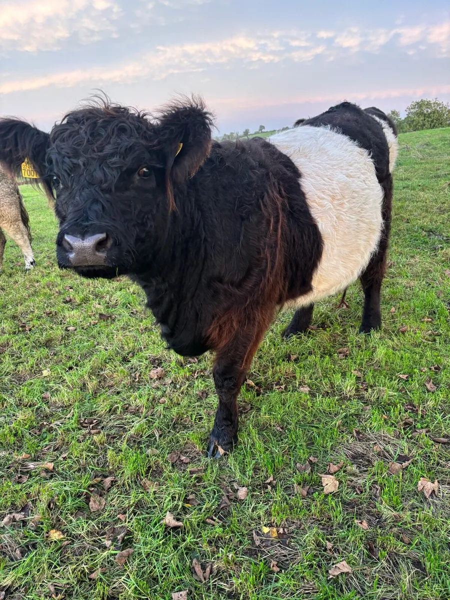 Organic Belted Galllway in calf heifers - Image 3