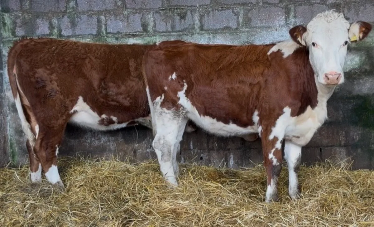2 smashing Whithead heifers - Image 3