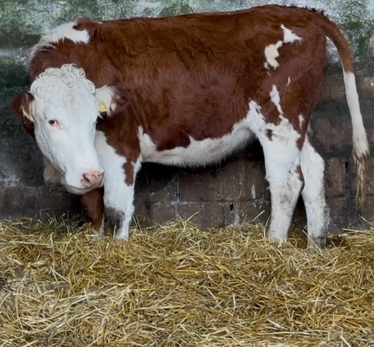 2 smashing Whithead heifers - Image 4