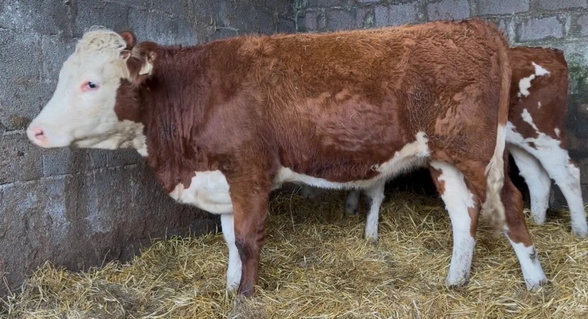 2 smashing Whithead heifers - Image 1