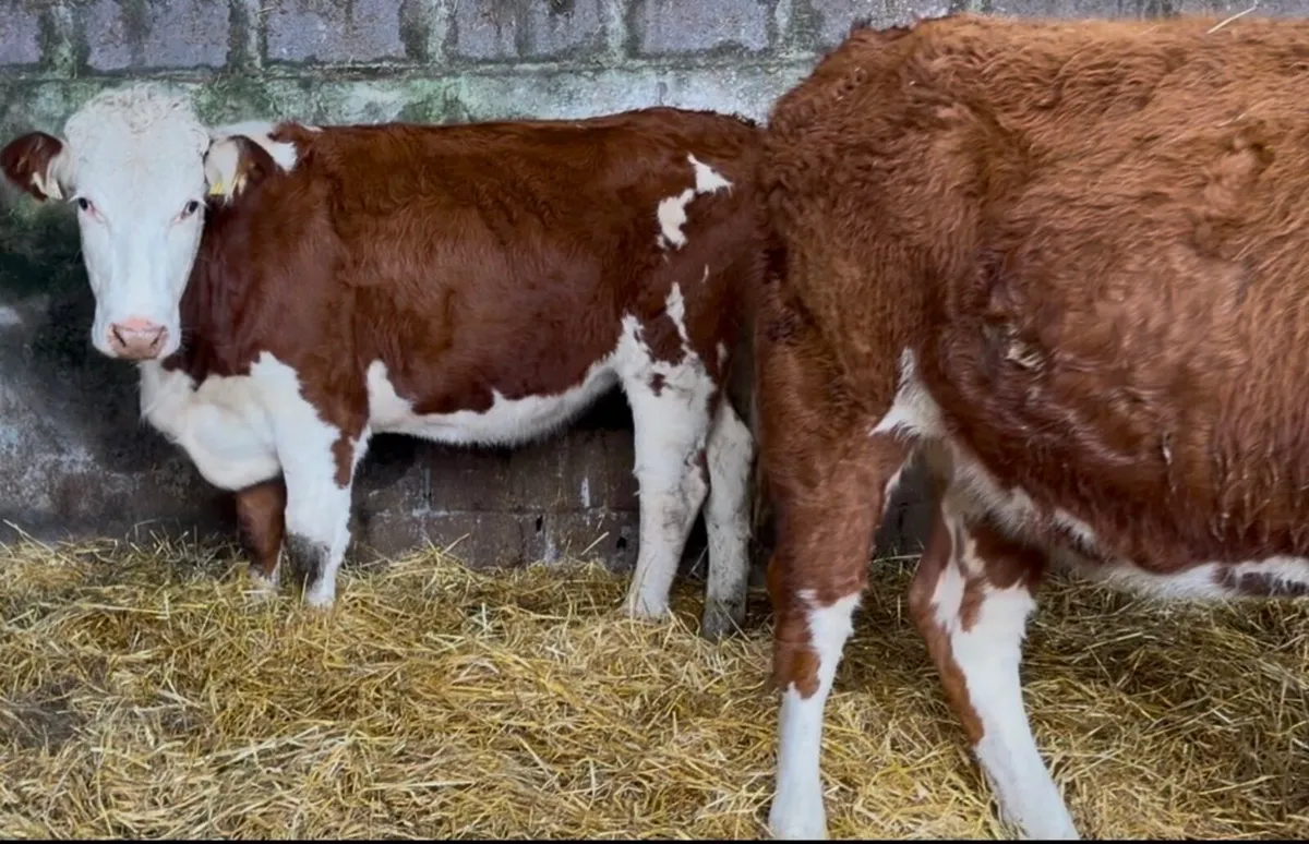 2 smashing Whithead heifers - Image 2