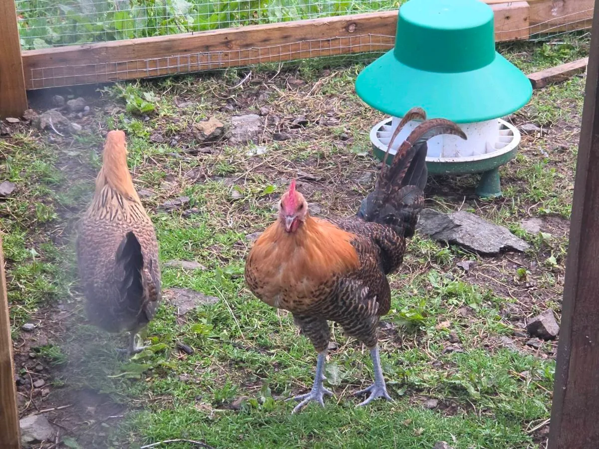 ✨️ Cream Legbar & Golden Campine Rooster ✨️ - Image 3