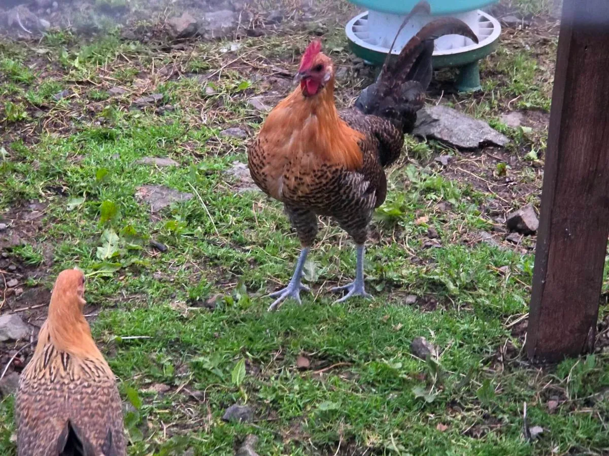 ✨️ Cream Legbar & Golden Campine Rooster ✨️ - Image 4