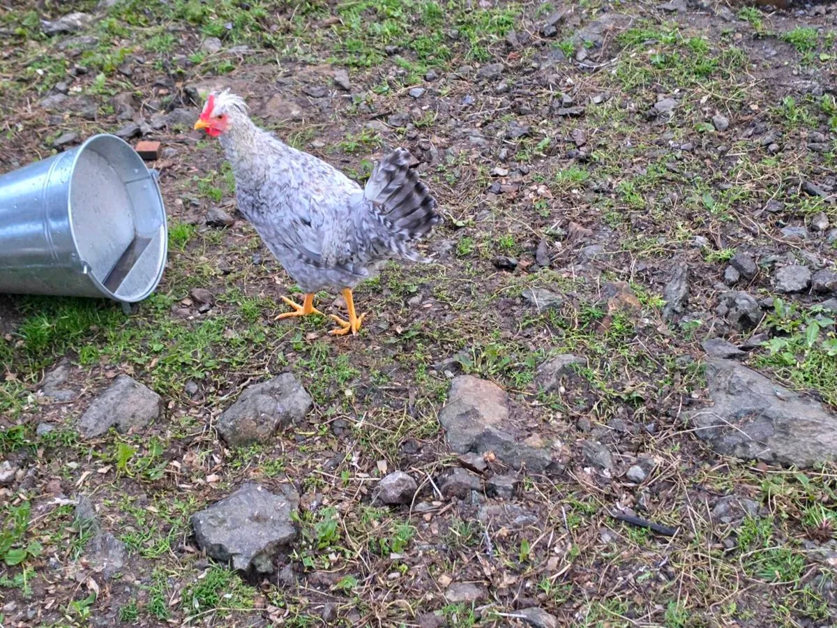 ✨️ Cream Legbar & Golden Campine Rooster ✨️ - Image 1
