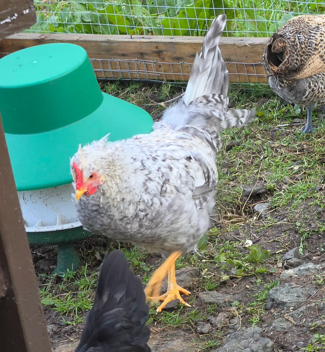 ✨️ Cream Legbar & Golden Campine Rooster ✨️ - Image 2