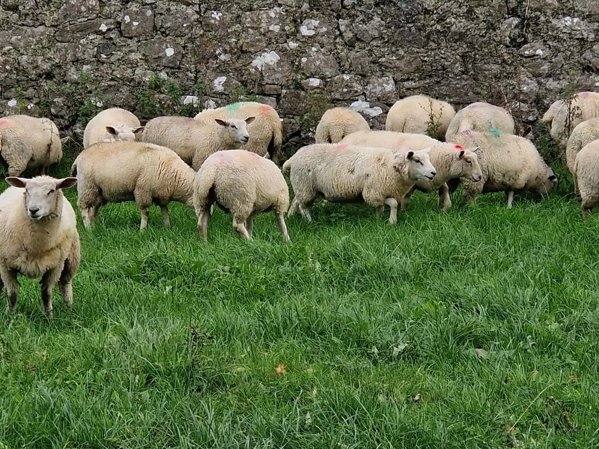 Store lambs - Image 1