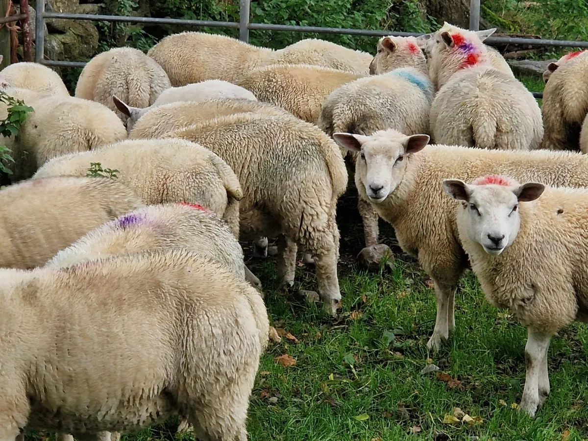Store lambs - Image 3