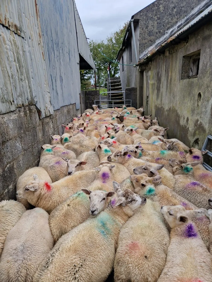 Store lambs - Image 4
