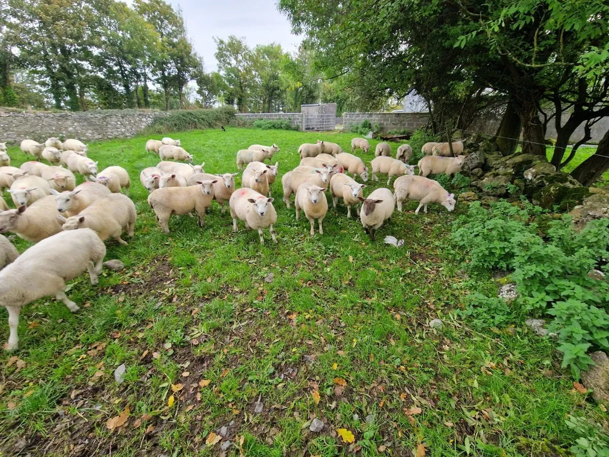 Store lambs - Image 2