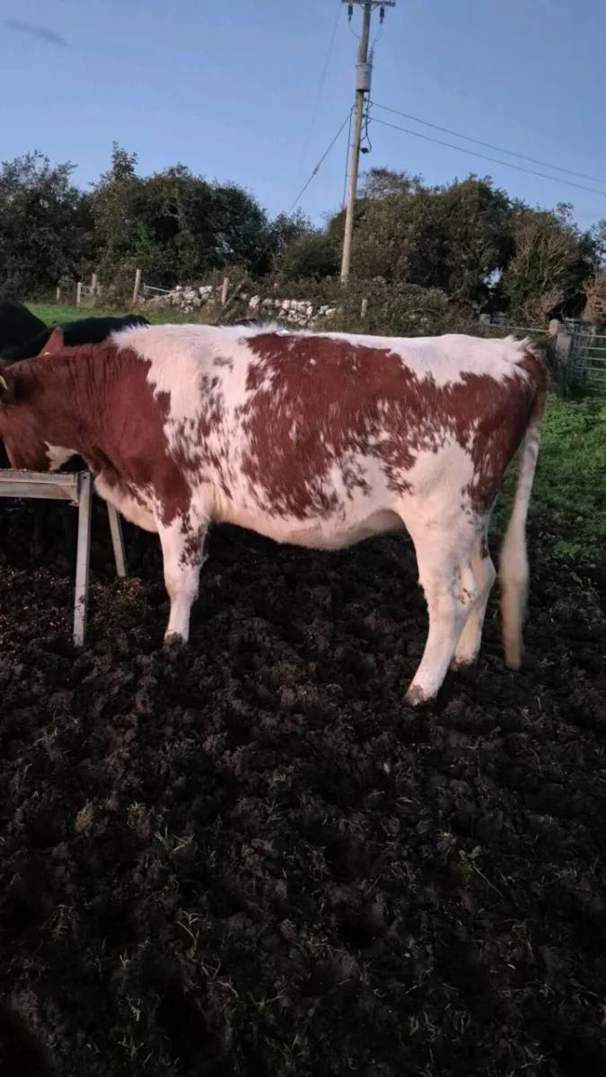 Shorthorn X heifer - Image 1