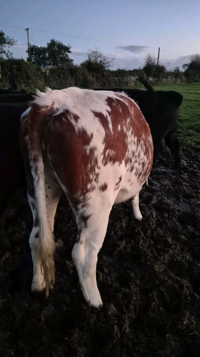 Shorthorn X heifer - Image 2
