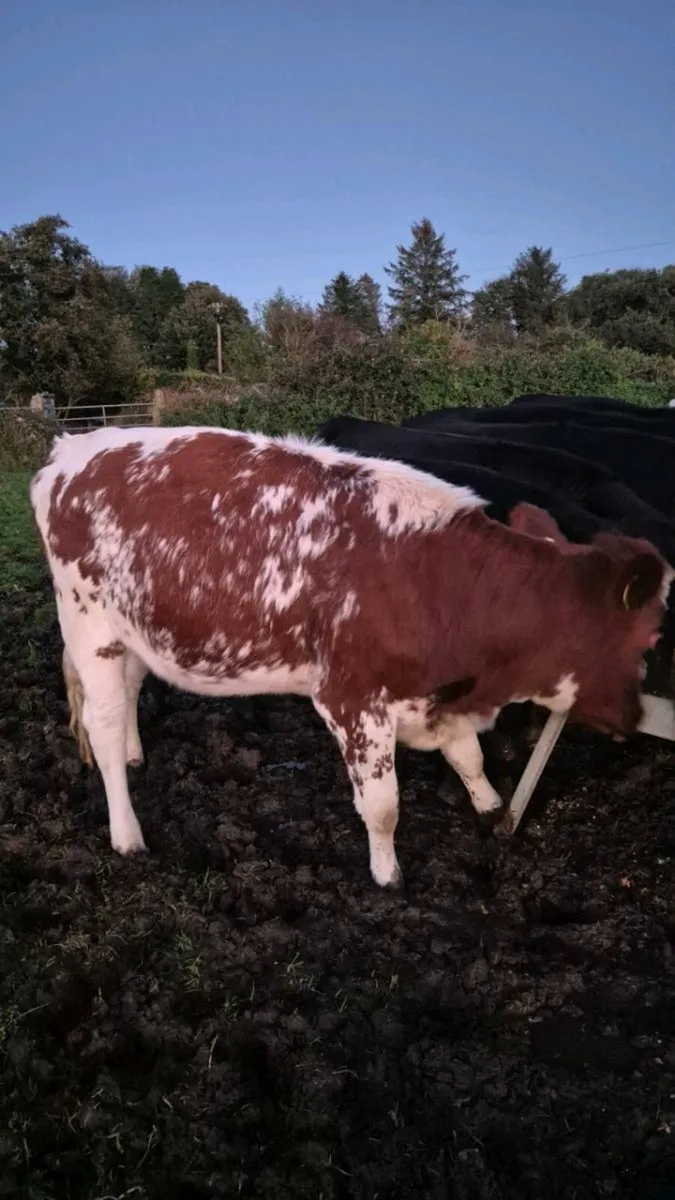 Shorthorn X heifer - Image 3