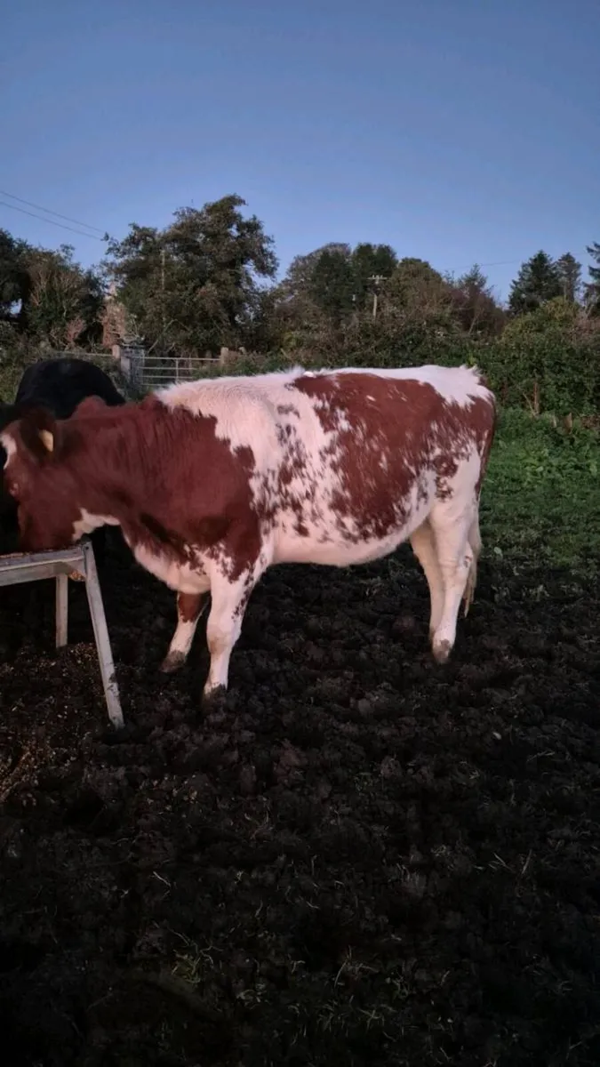 Shorthorn X heifer - Image 4