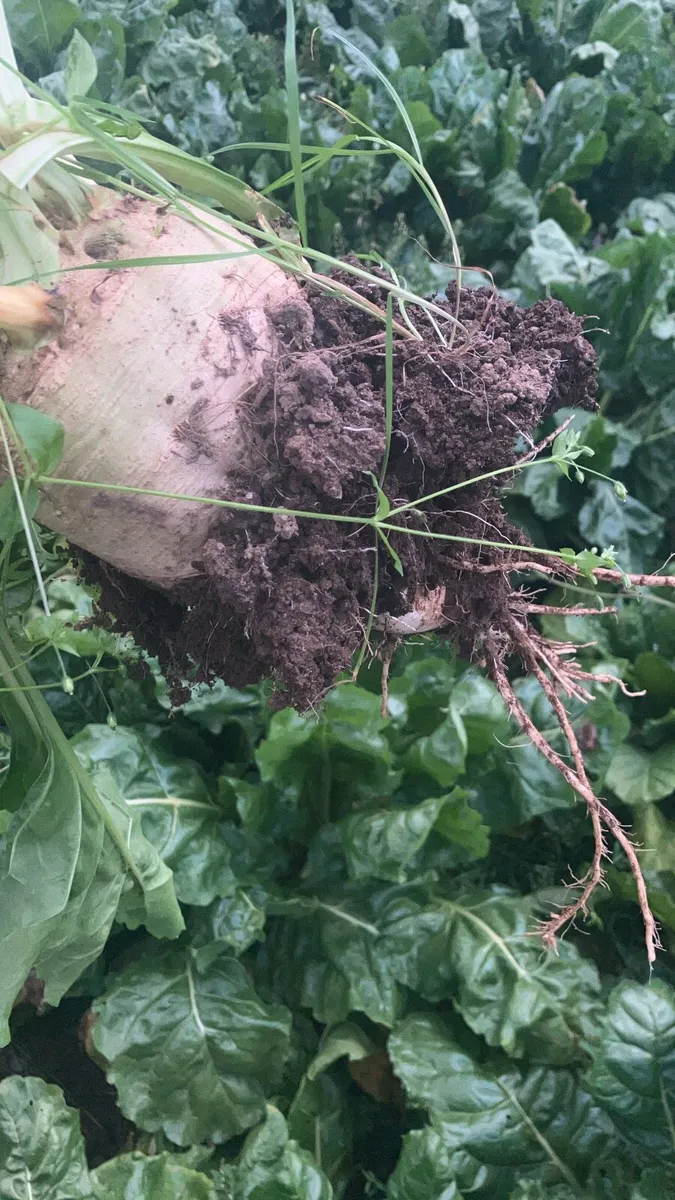 Beet - Image 3