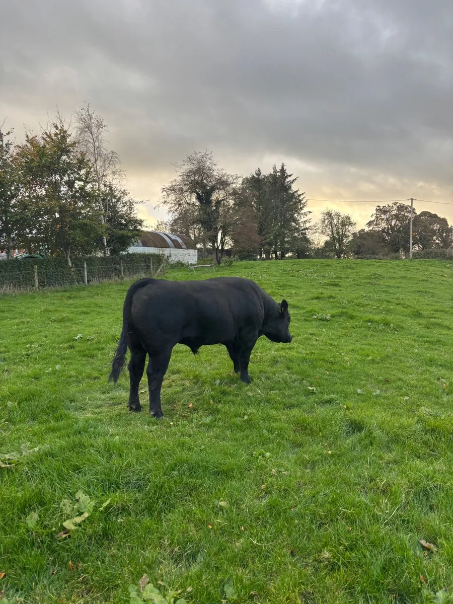 Aberdeen Angus Bull - Image 4