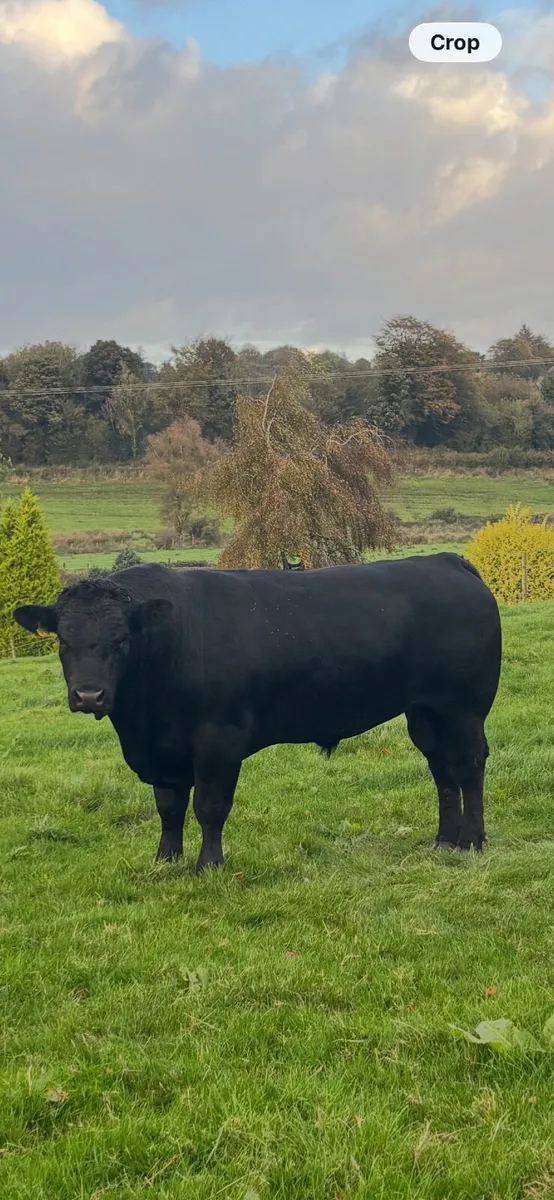 Aberdeen Angus Bull - Image 1