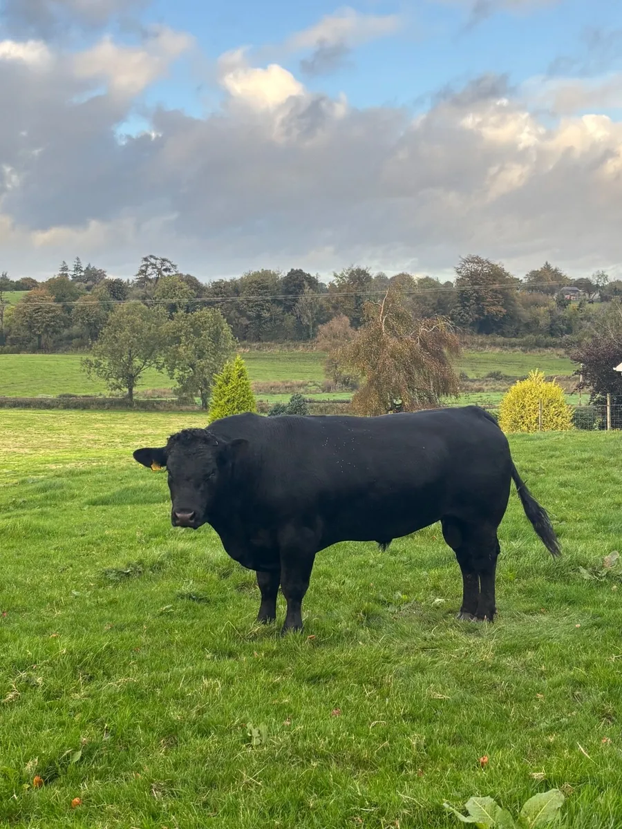 Aberdeen Angus Bull - Image 2