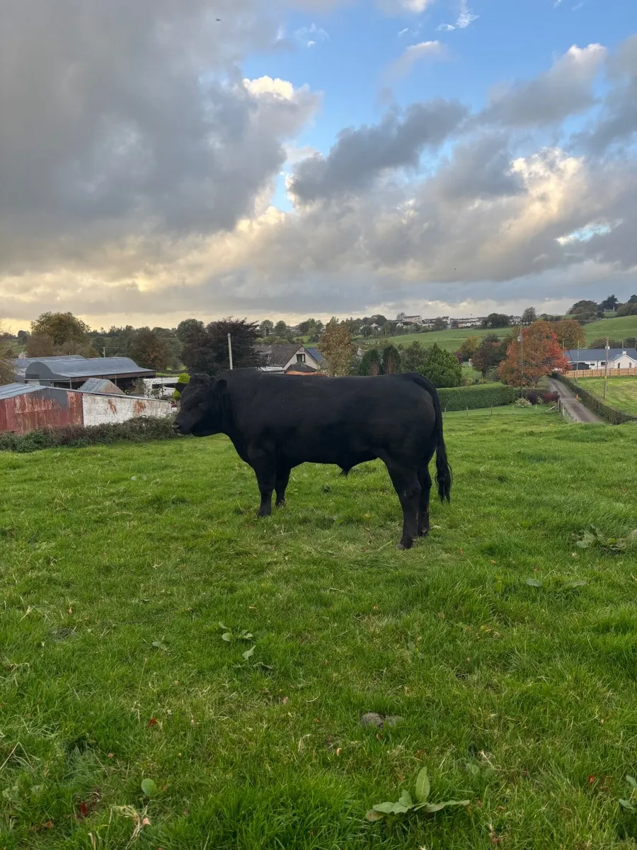 Aberdeen Angus Bull - Image 3