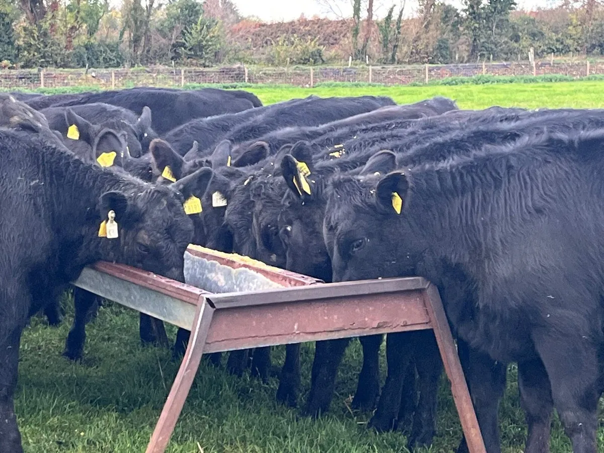 AA heifers for sale - Image 1