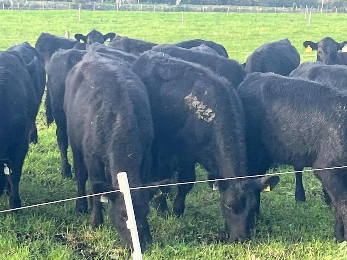 AA heifers for sale - Image 2