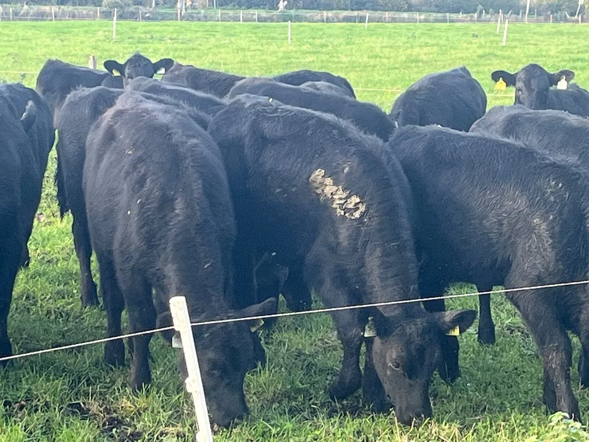 AA heifers for sale - Image 4