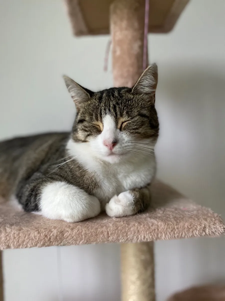 Cat - Image 1