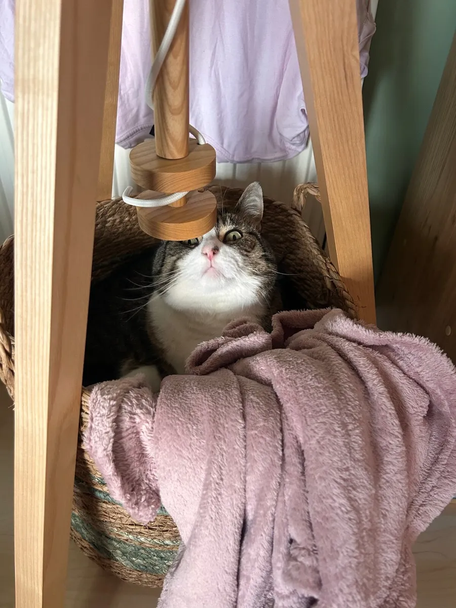 Cat - Image 3