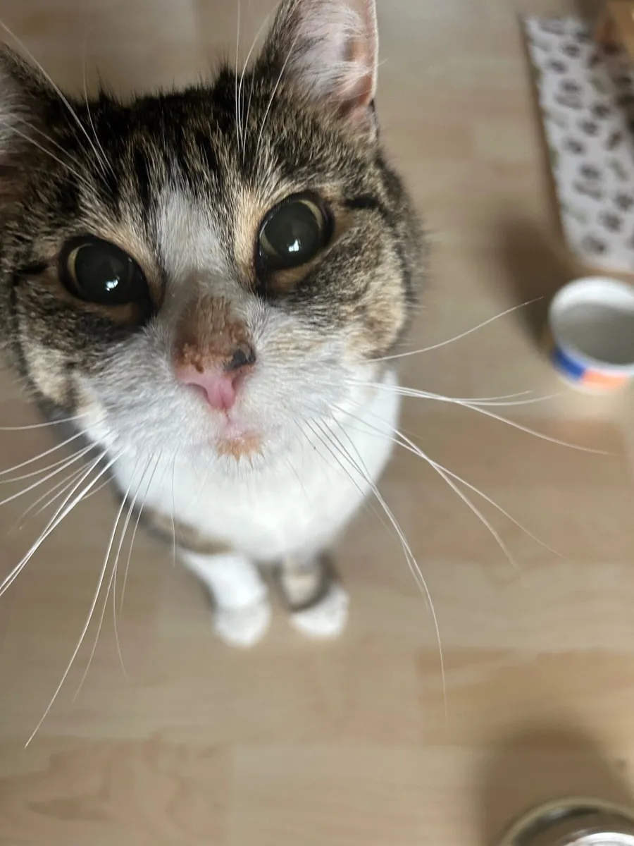 Cat - Image 2
