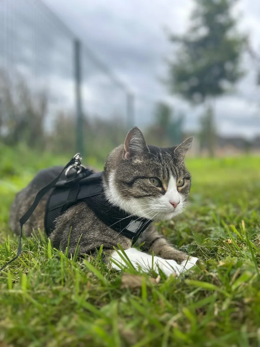 Cat - Image 4