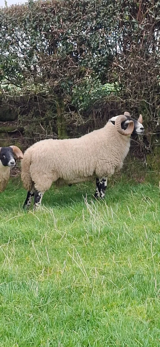 Lanark shearling. - Image 1