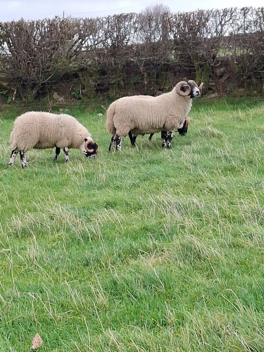Lanark shearling. - Image 4