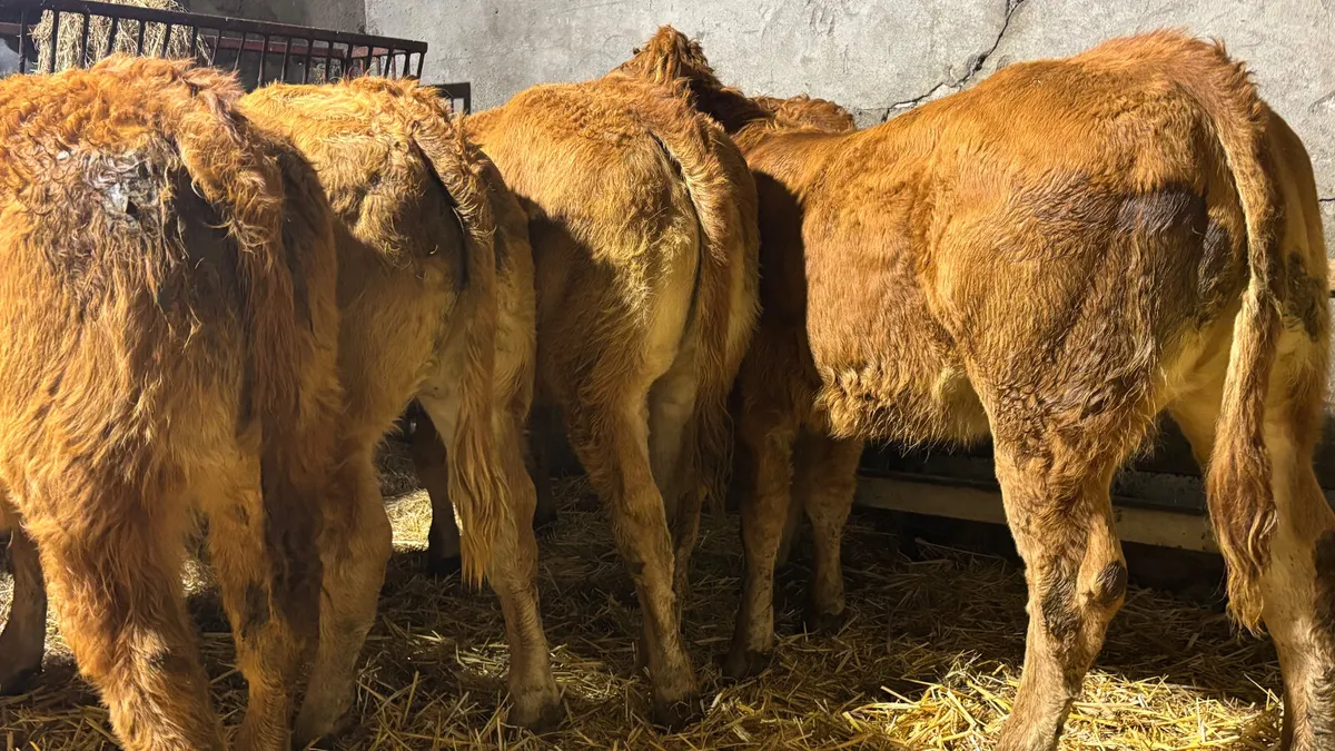 ⭐️ 5 Red Limousin Heifer Wealings⭐️ - Image 4