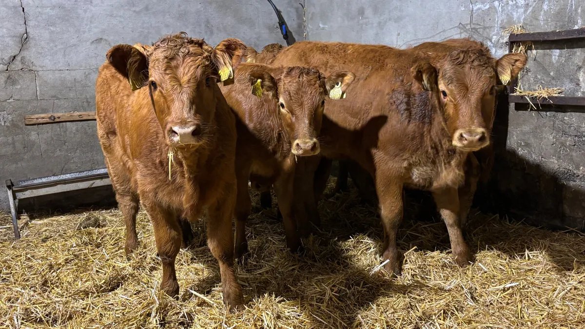 ⭐️ 5 Red Limousin Heifer Wealings⭐️ - Image 3