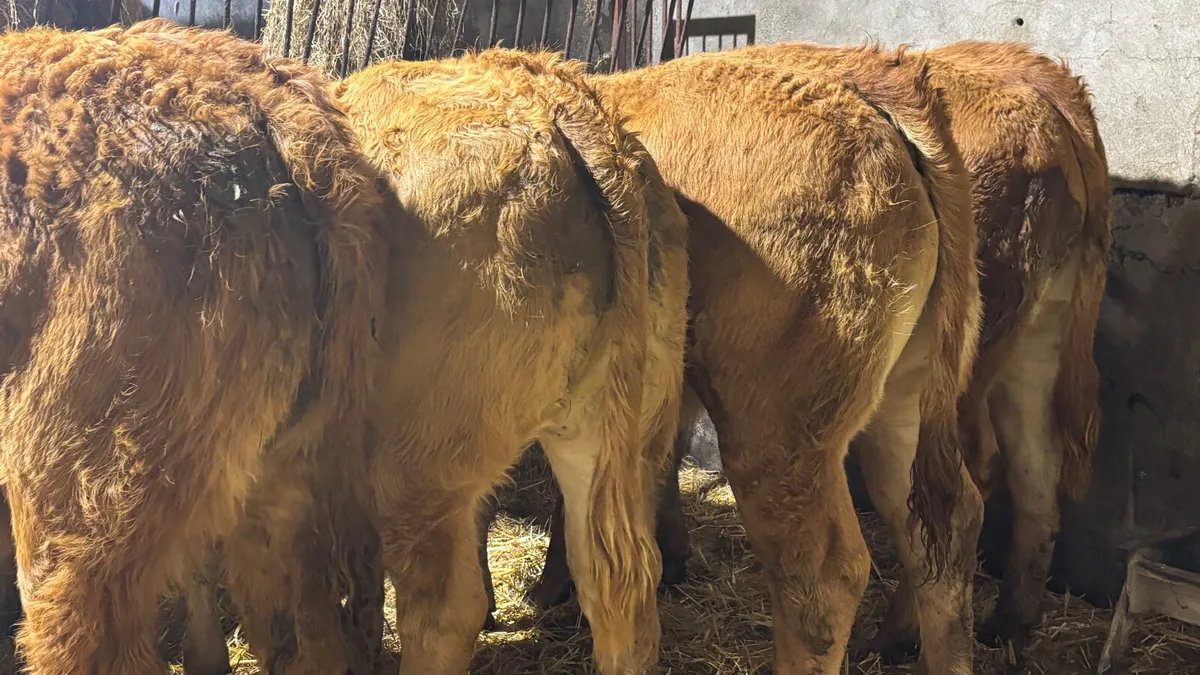 ⭐️ 5 Red Limousin Heifer Wealings⭐️ - Image 2