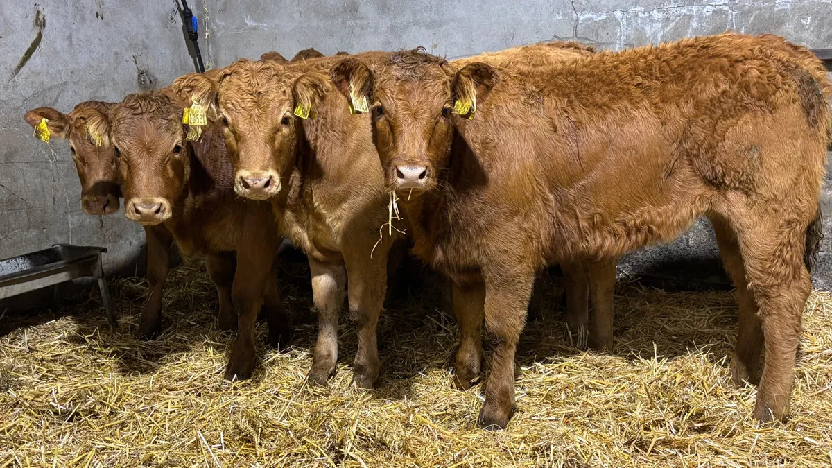 ⭐️ 5 Red Limousin Heifer Wealings⭐️ - Image 1
