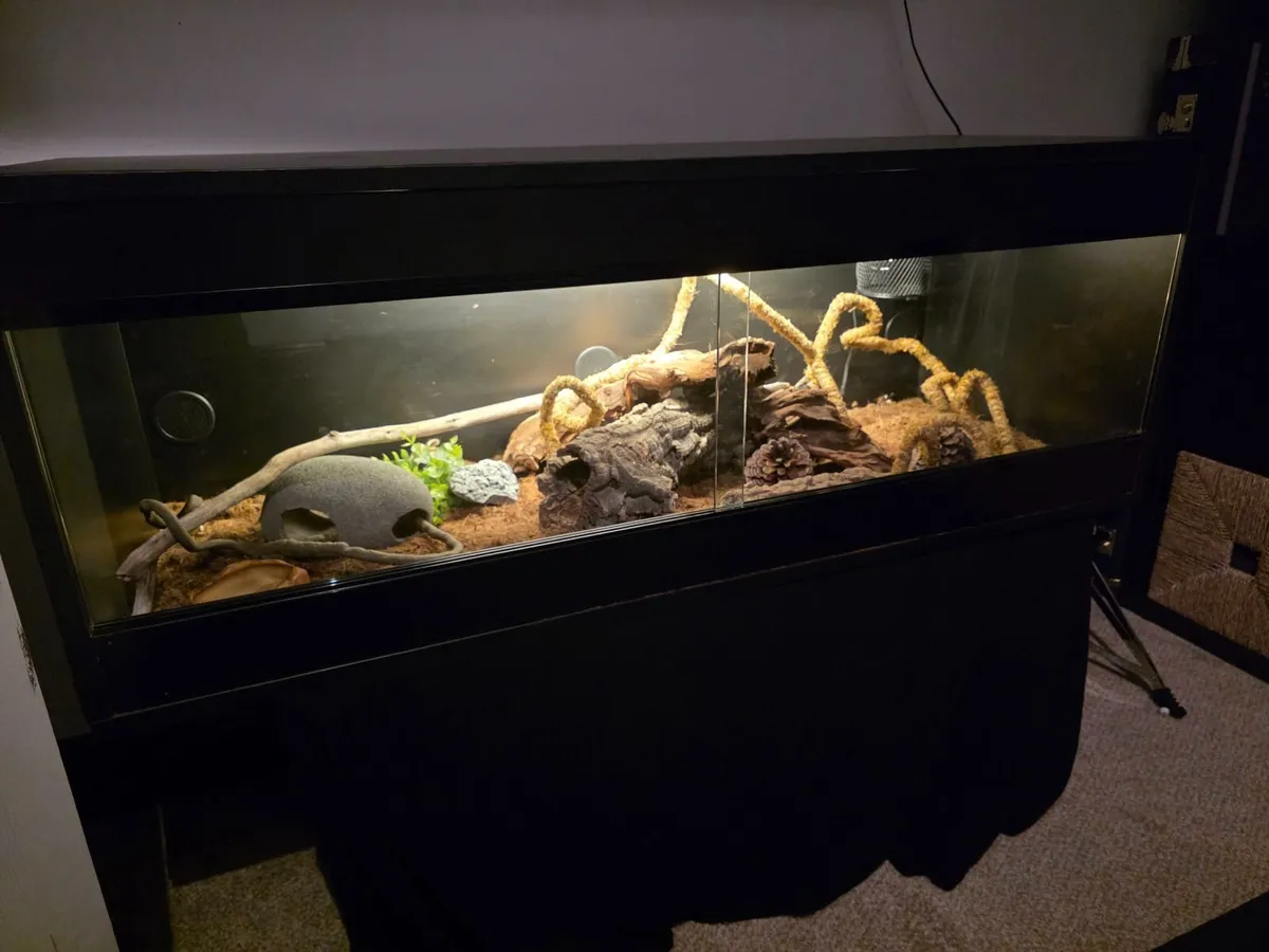 Black wood vivarium - Image 3