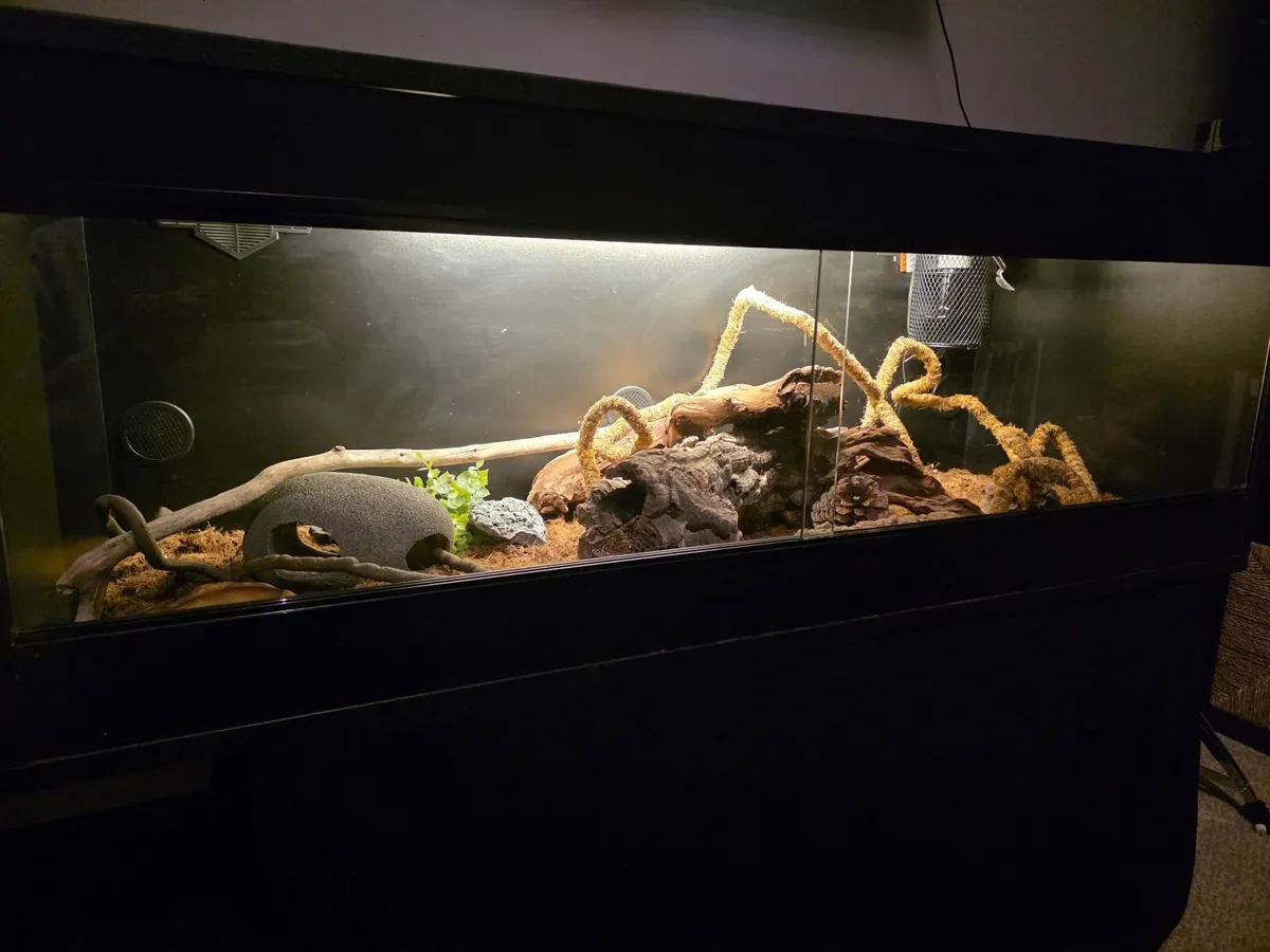 Black wood vivarium - Image 2