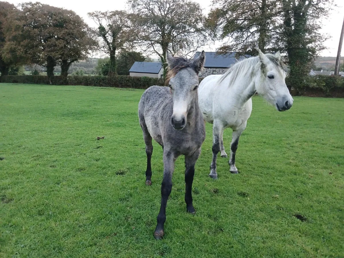 Registered Connemara Colt Foal - Image 2