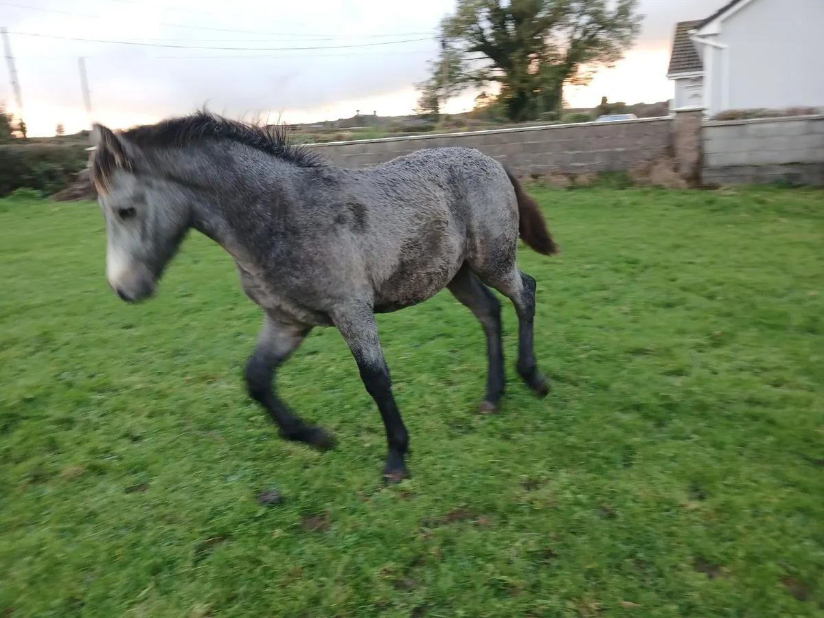 Registered Connemara Colt Foal - Image 3