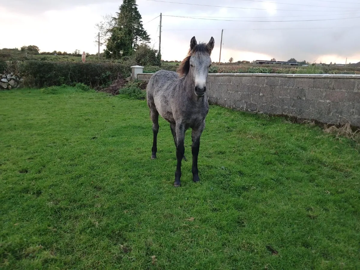Registered Connemara Colt Foal - Image 4