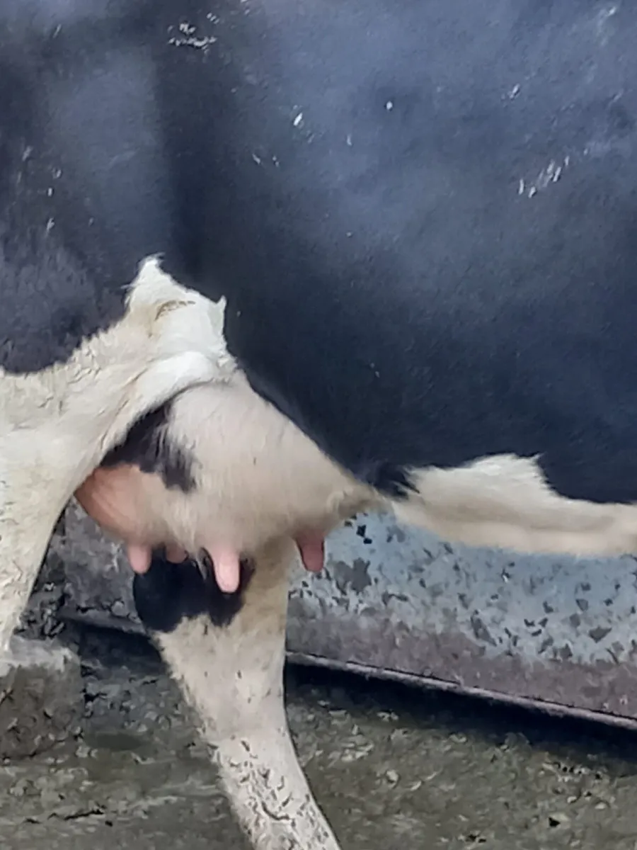 Cow for calf rearing - Image 1