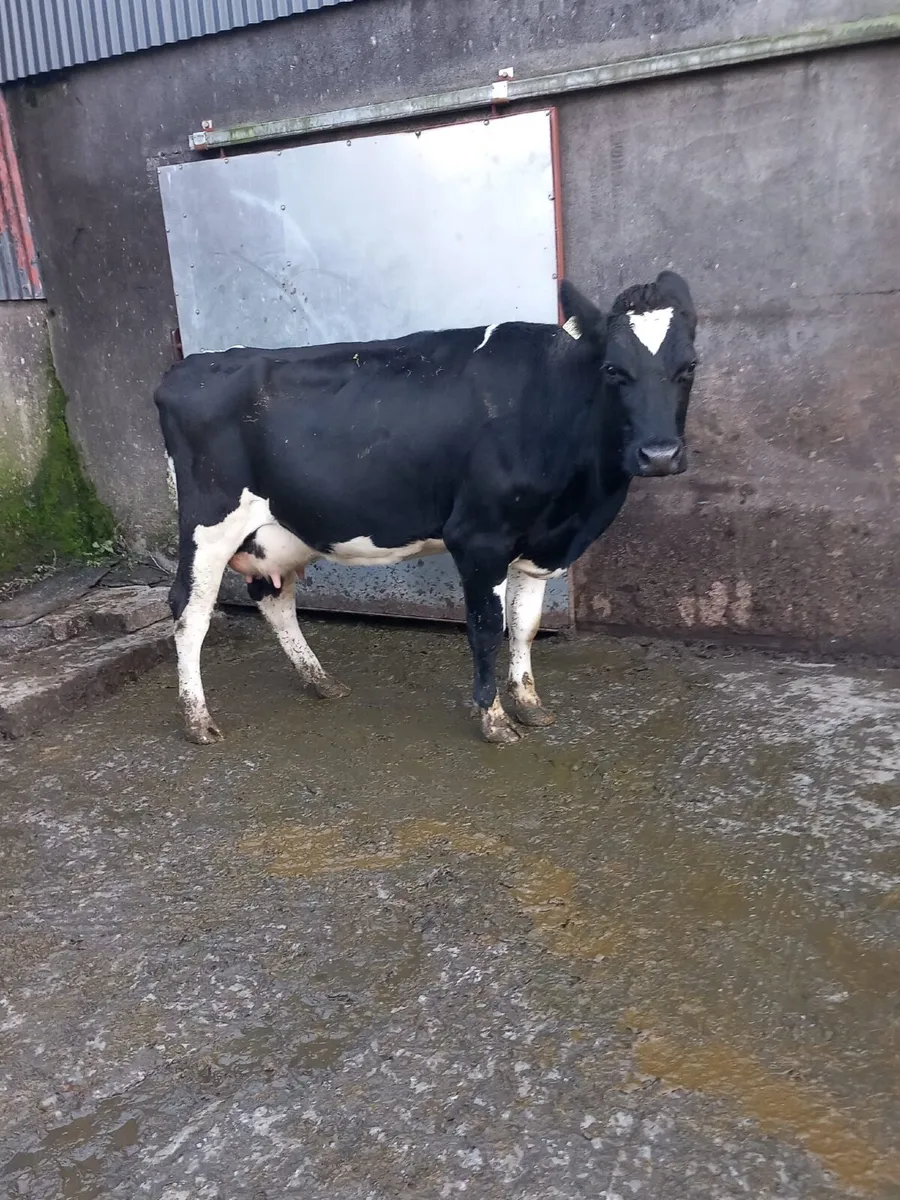 Cow for calf rearing - Image 2