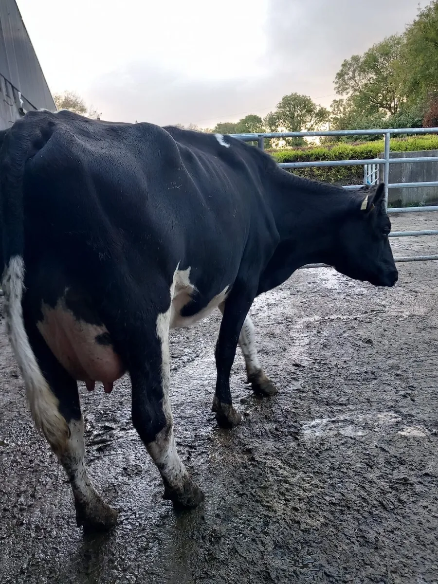 Cow for calf rearing - Image 3