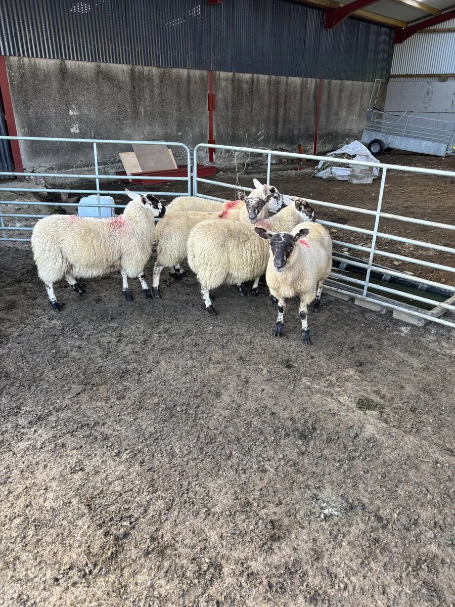 Cheviot mule ewe lambs