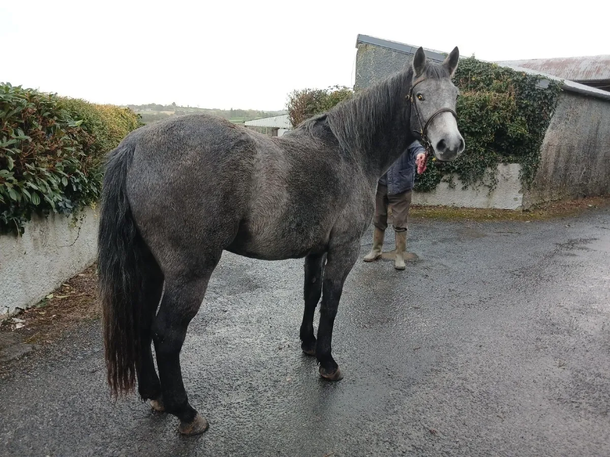 Class 1 2 year old Registered Connemara Filly - Image 1