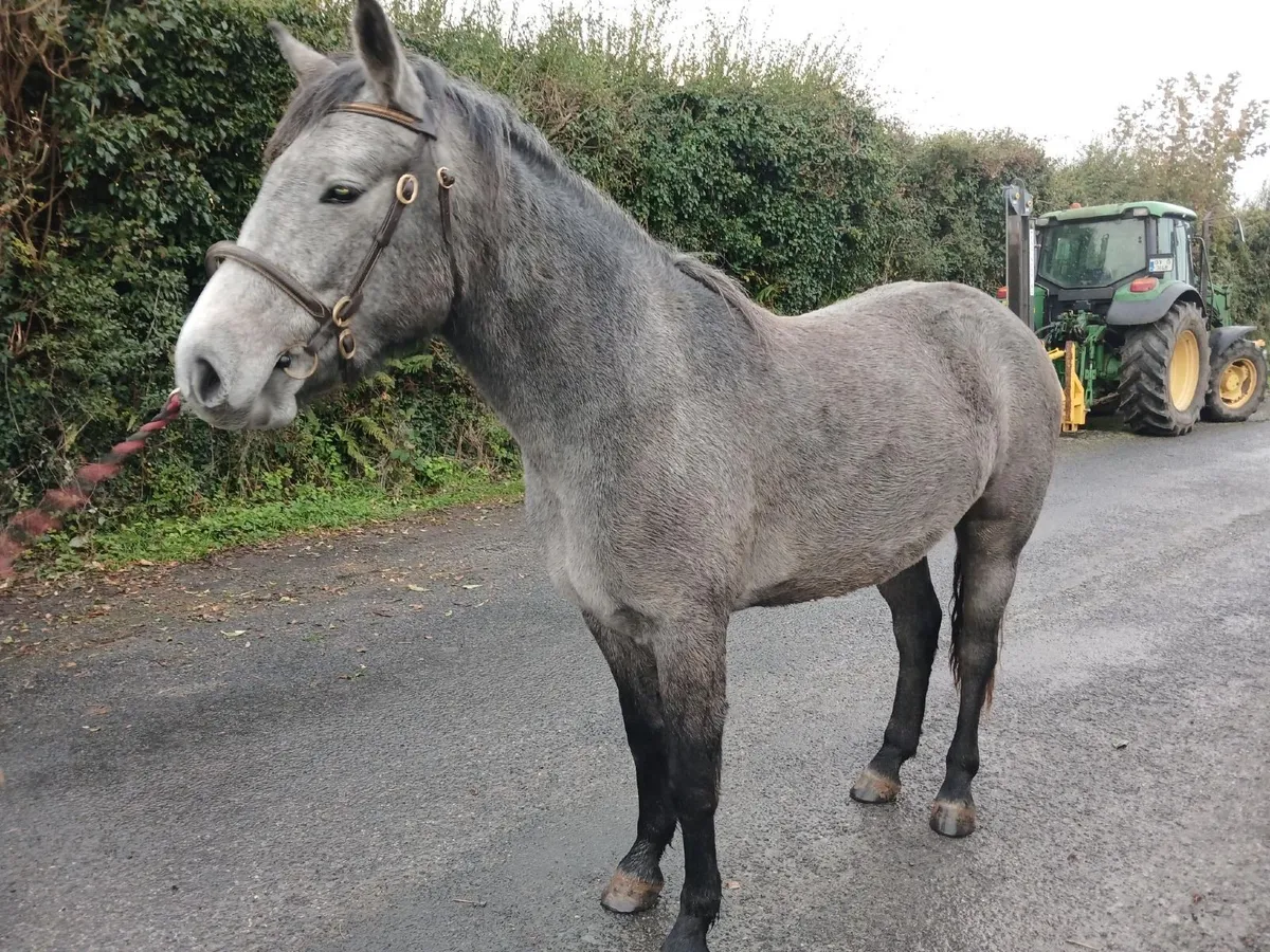 Class 1 2 year old Registered Connemara Filly - Image 3