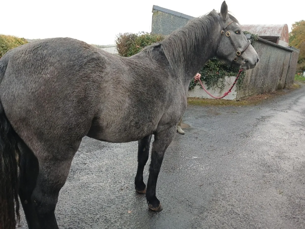 Class 1 2 year old Registered Connemara Filly - Image 4