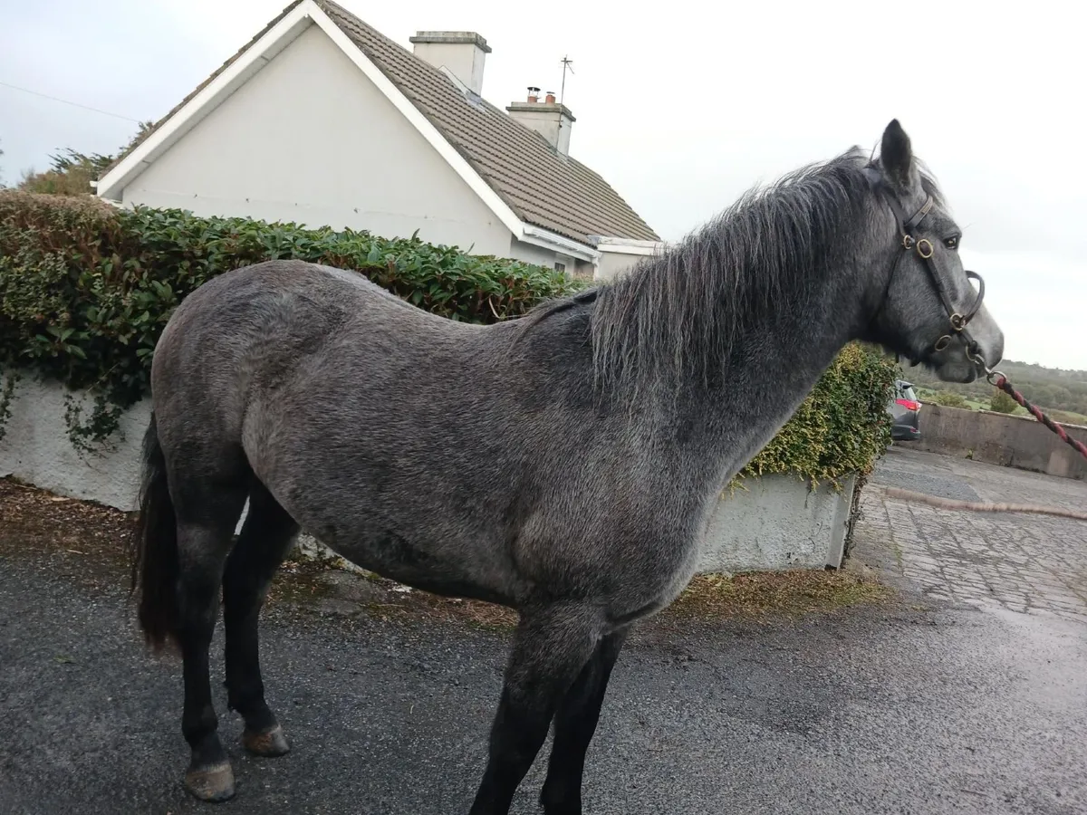 Class 1 2 year old Registered Connemara Filly - Image 2